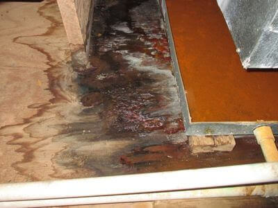 About Attic Mold Removal Concord - attic mold removal experts in Concord